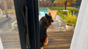 Photo de galerie - Home sitting / pet sitting de l’adorable Letsgo 