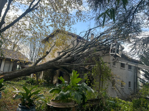 Photo de galerie - Arbre tombé sur la toiture à cause vent violent