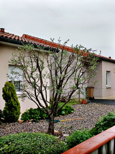 Photo de galerie - Taille raisonnée d'un olivier.