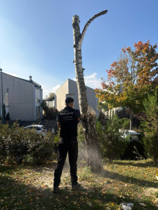 Photo de galerie - Abattage d’un boulot