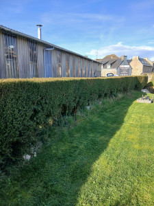 Photo de galerie - Tonte et Taille de haies 
