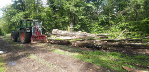 Photo de galerie - Debardage des troncs d'arbres suite a leur abattage 