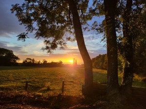 Photo de galerie - Elagage et coupe d'arbres