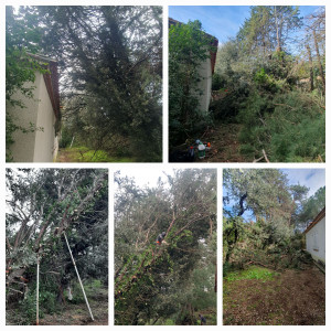Photo de galerie - Élaguage de 2 pins suite à la tempête Nils nécessitant d'être étayer pendant la tempête.