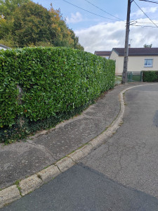 Photo de galerie - Taille de haies et d'arbustes