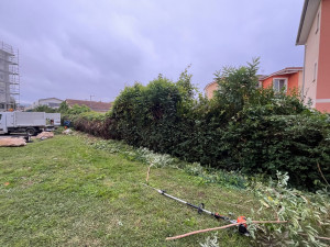 Photo de galerie - Taille de haie 