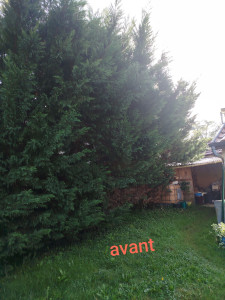 Photo de galerie - Elagage et coupe d'arbres