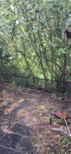 Photo de galerie - Debrousaillage terrain envahi de ronces 