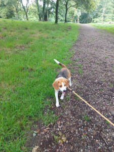 Photo de galerie - Garde de ce charmant Beagle durant un week-end.

