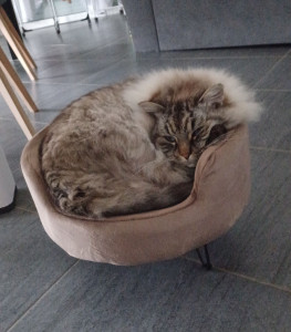 Photo de galerie - Simba ?