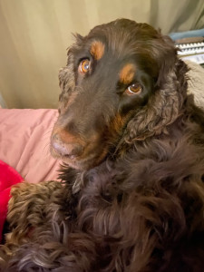 Photo de galerie - Garde animaux