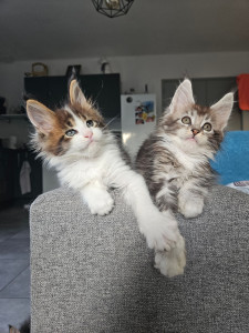 Photo de galerie - Maine coon 
