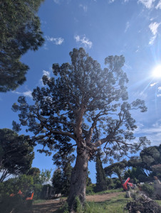Photo de galerie - élagage et suppression de bois mort d'un Pin parasol  centenaire