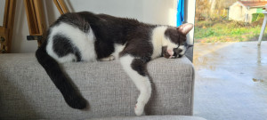 Photo de galerie - Soin chats et chien , possibilité de brosser ou de promener 