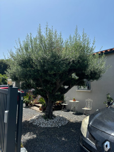 Photo de galerie - Taille d’Olivier ( avant ) 