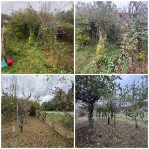 Photo de galerie - Nettoyage et entretiens d’un verger 