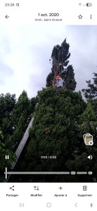 Photo de galerie - Elagage et coupe d'arbres