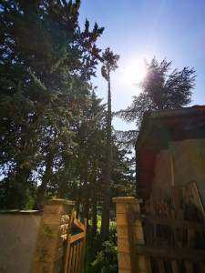 Photo de galerie - Abattage d'un petit Sapin de 14 mètres à proximité d'une toiture 