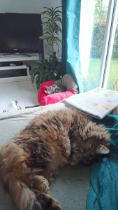 Photo de galerie - 2 de mes 3 chattes :)