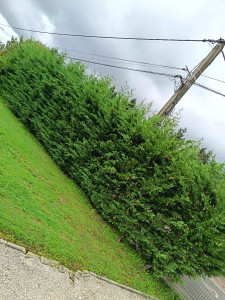 Photo de galerie - Taille de haies et d'arbustes