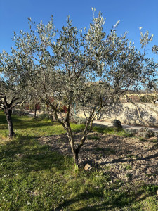 Photo de galerie - Taille Olivier 