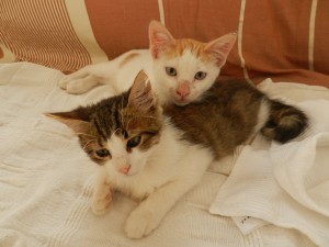 Photo de galerie - Ici la garde de 2 chats ils ont éeé très heureux pendant leur séjours
