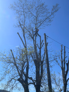 Photo de galerie - Élagage