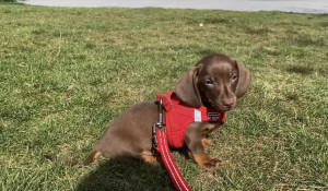 Photo de galerie - Pet sitter pour des animaux heureux et chouchoutés 