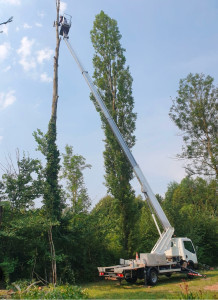 Photo de galerie - Elagage et coupe d'arbres