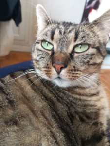 Photo de galerie - Garde chat