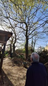 Photo de galerie - élagage 