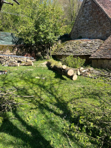 Photo de galerie - Abattage par démontage d'un érable.