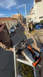 Photo de galerie - Elagage et coupe d'arbres