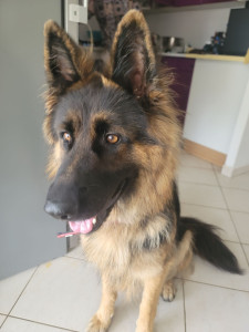 Photo de galerie - Garde chien