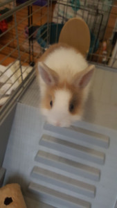 Photo de galerie - Premier lapin que j'ai eu en famille d'accueil, il est finalement partie vers une nouvelle vie après trouvé une famille pour le restant de sa vie 