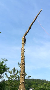Photo de galerie - Démontage (abattage contrôlé d'un arbre avec contraintes au sol)