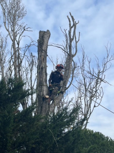 Photo de galerie - Démontage peuplier 