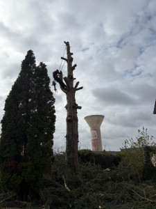 Photo de galerie - Elagage et coupe d'arbres