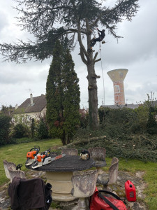 Photo de galerie - Elagage et coupe d'arbres