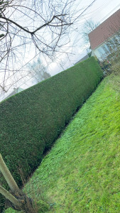 Photo de galerie - Tailler thuya 