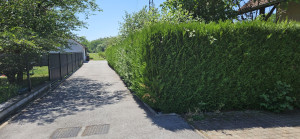 Photo de galerie - Taille de haies et d'arbustes