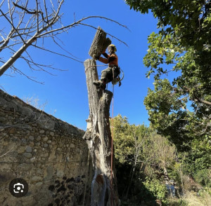 Photo de galerie - Bonjour, je propose mes services pour l’entretien des arbres et espaces extérieurs : élagage, taille, coupe d’arbres, enlèvement des branches et nettoyage du chantier.

Travail sérieux, soigné et réalisé avec attention. Je m’adapte à vos besoins et peux i