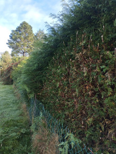 Photo de galerie - Taille de d'une haie de cyprès 