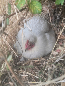 Photo de galerie - Ma seconde poule naine de Pékin. 