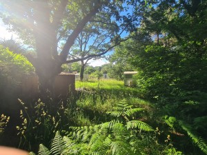 Photo de galerie - Tonte de pelouse - Débroussaillage