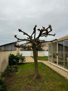 Photo de galerie - Taille d’un mûrier platane 