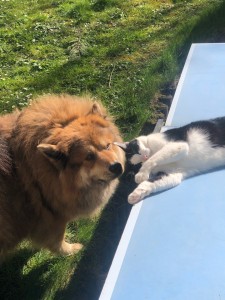 Photo de galerie - Garde chien