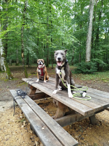Photo de galerie - Mon chien s'entend avec tout le monde 