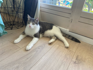 Photo de galerie - Garde chat