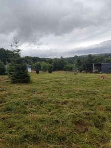 Photo de galerie - Tonte de pelouse - Débroussaillage